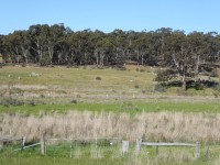 John Magee and Euphemia McLellan farmland in Muckleford, Victoria, Australia